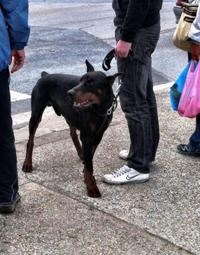 Slika PU_I///ps s povodcem.jpg